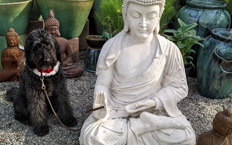Mindfulness & Διαλογισμός